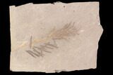 Metasequoia (Dawn Redwood) Fossil - Montana #85792-1